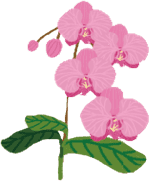 flower-orchid-01