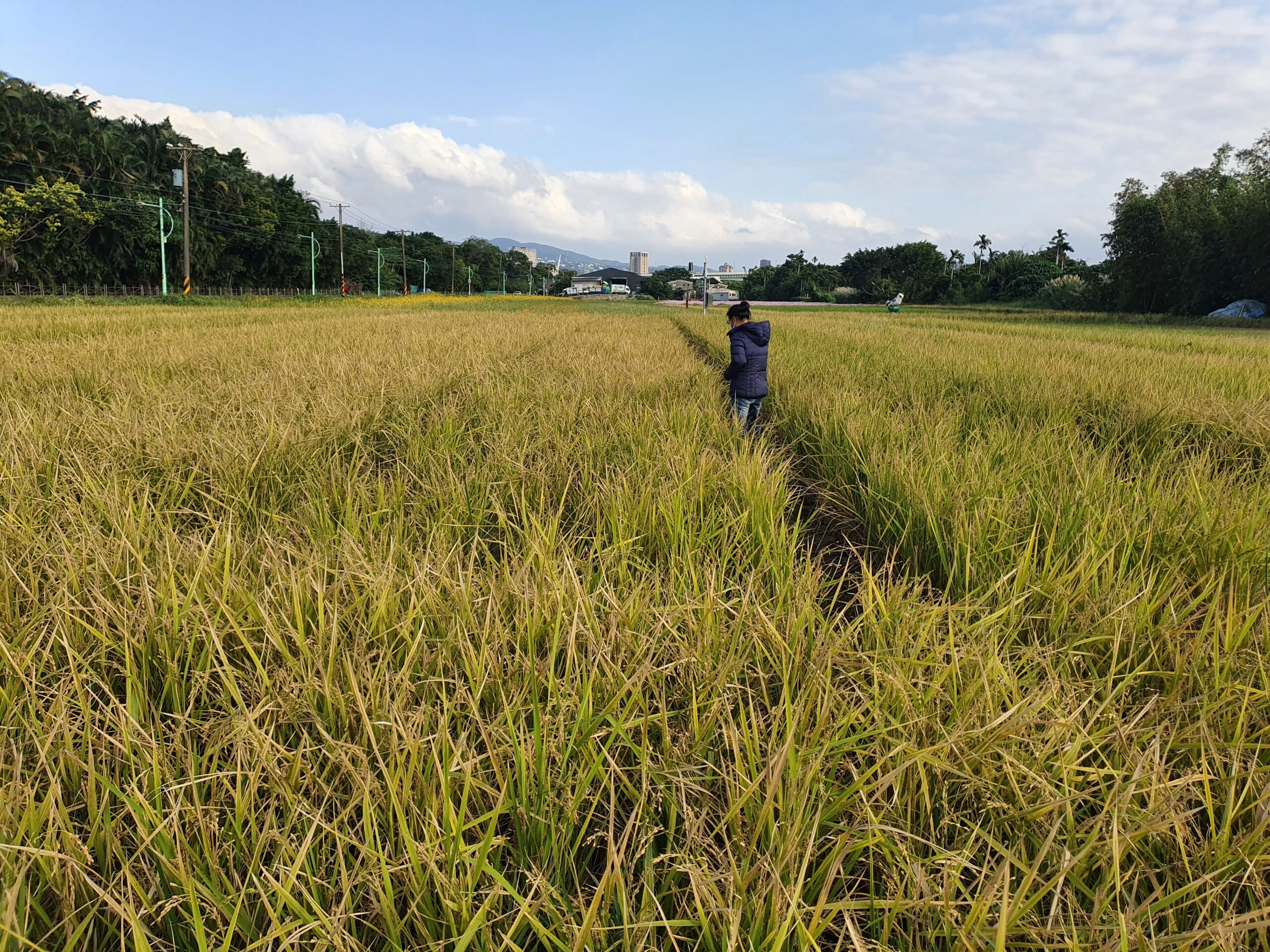 八仙六代園讓遊客體驗稻米插秧與收割。