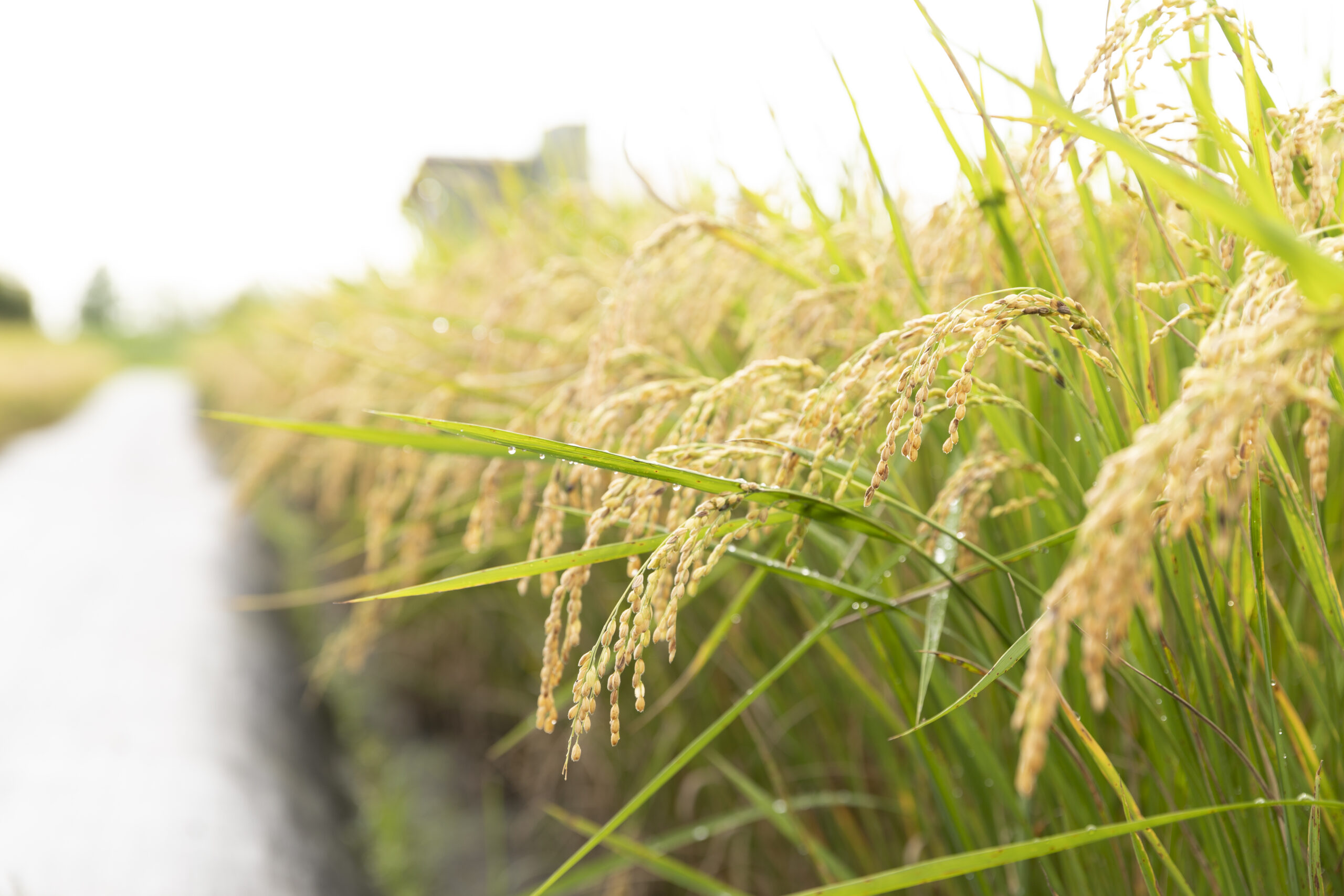 棗稻田的有機稻作，稻穗豐滿。
