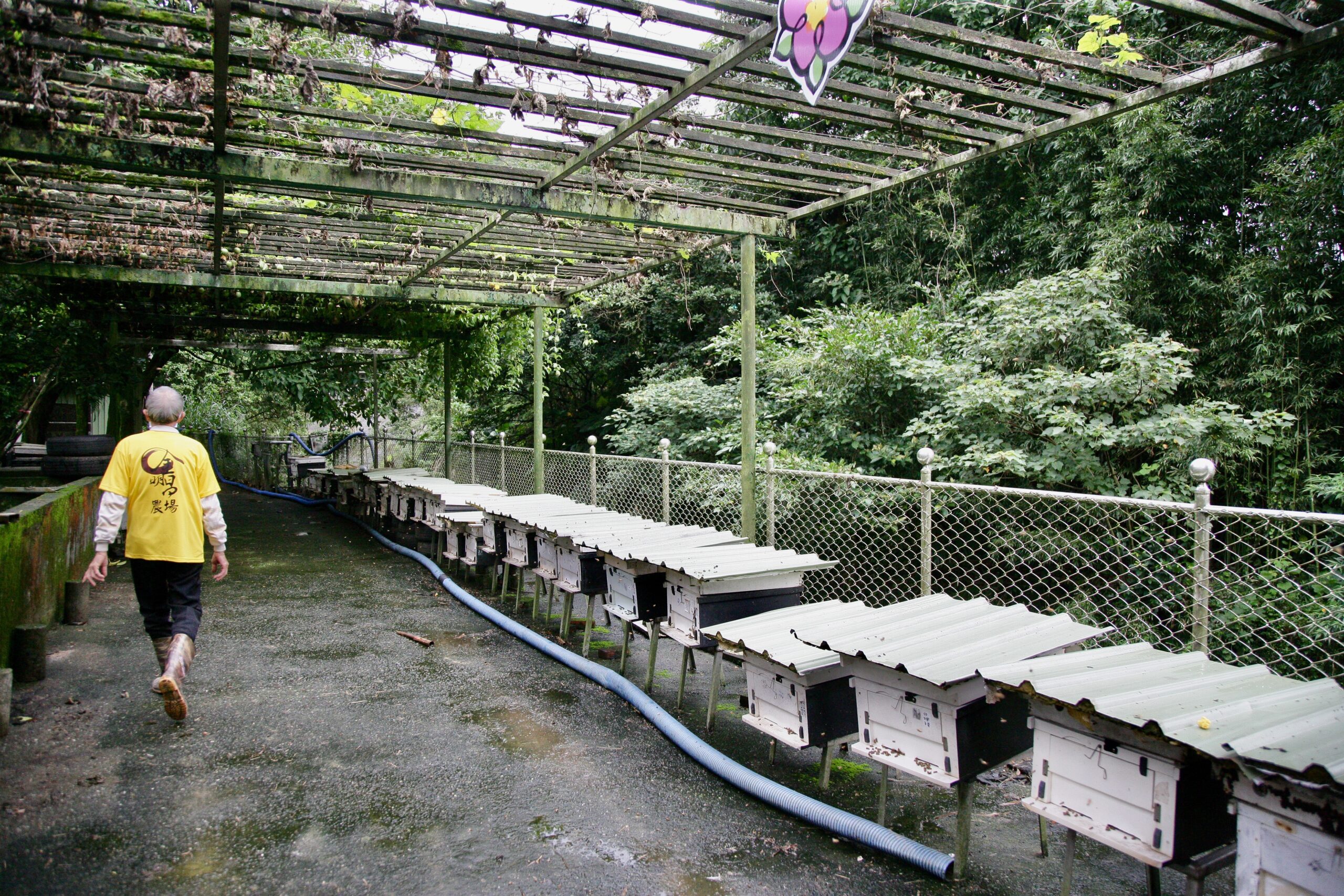 金明昌農場007：金明昌農場的部分蜂箱，包含土蜂與義大利蜂