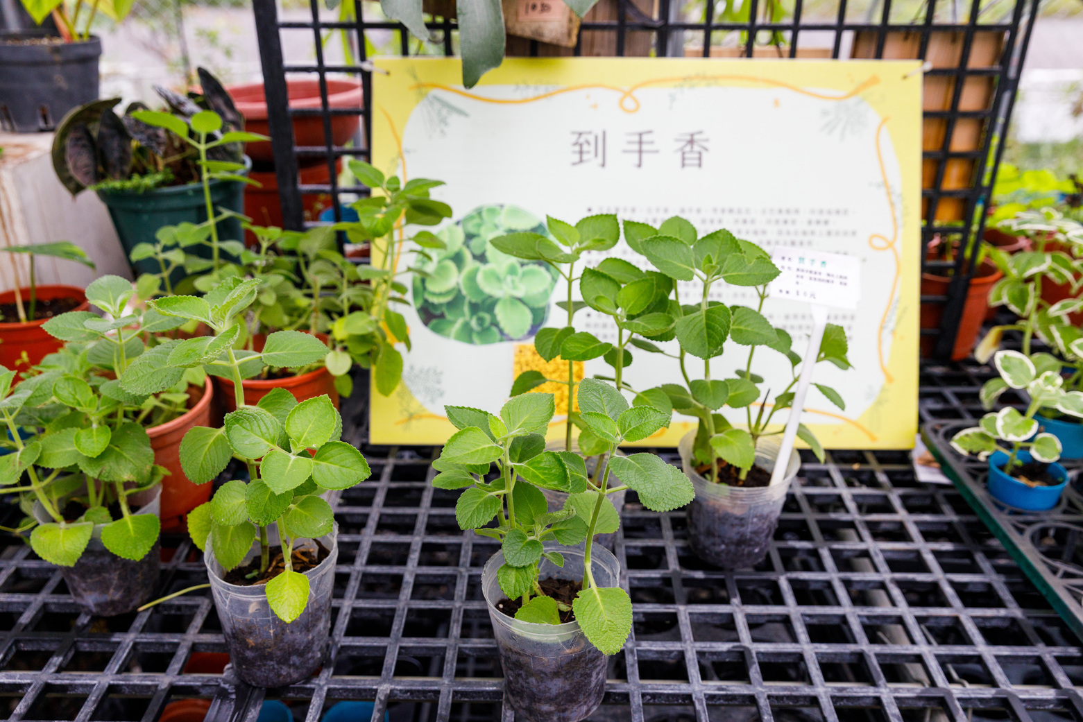 春園親子農場-5