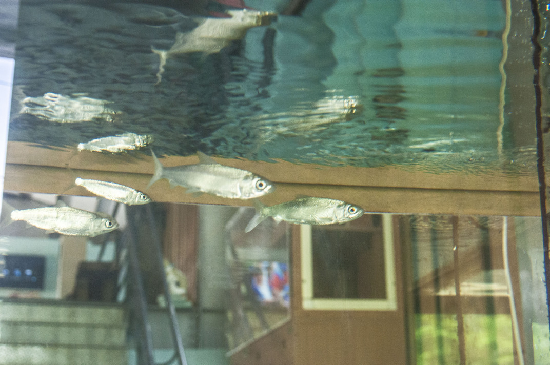 虱目魚苗魚缸