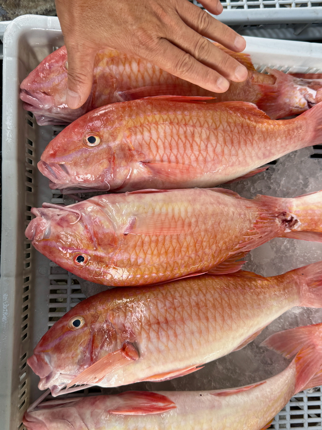 010澎湖的漁獲非常多樣，元貝田媽媽料理每次都依釣獲的料理而隨時調整（圖為澎湖魚市場漁獲畫面）006