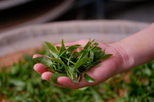 THƯỞNG HƯỚNG ĐÀI ĐÔNG(饗嚮台東)
