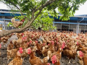 TRỨNG THẢ VƯỜN TRƯỜNG ĐOẢN THỤ  (長短樹放牧蛋)