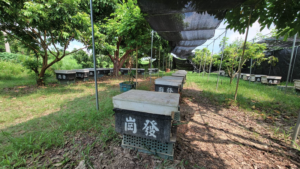 Mật ong Gang-Fa(崗發蜂蜜)