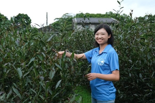 葉宴伶導覽生態，帶領遊客認識茶樹。