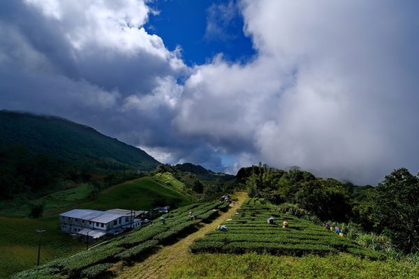 20241008‧花蓮赤科山天心茶園-001